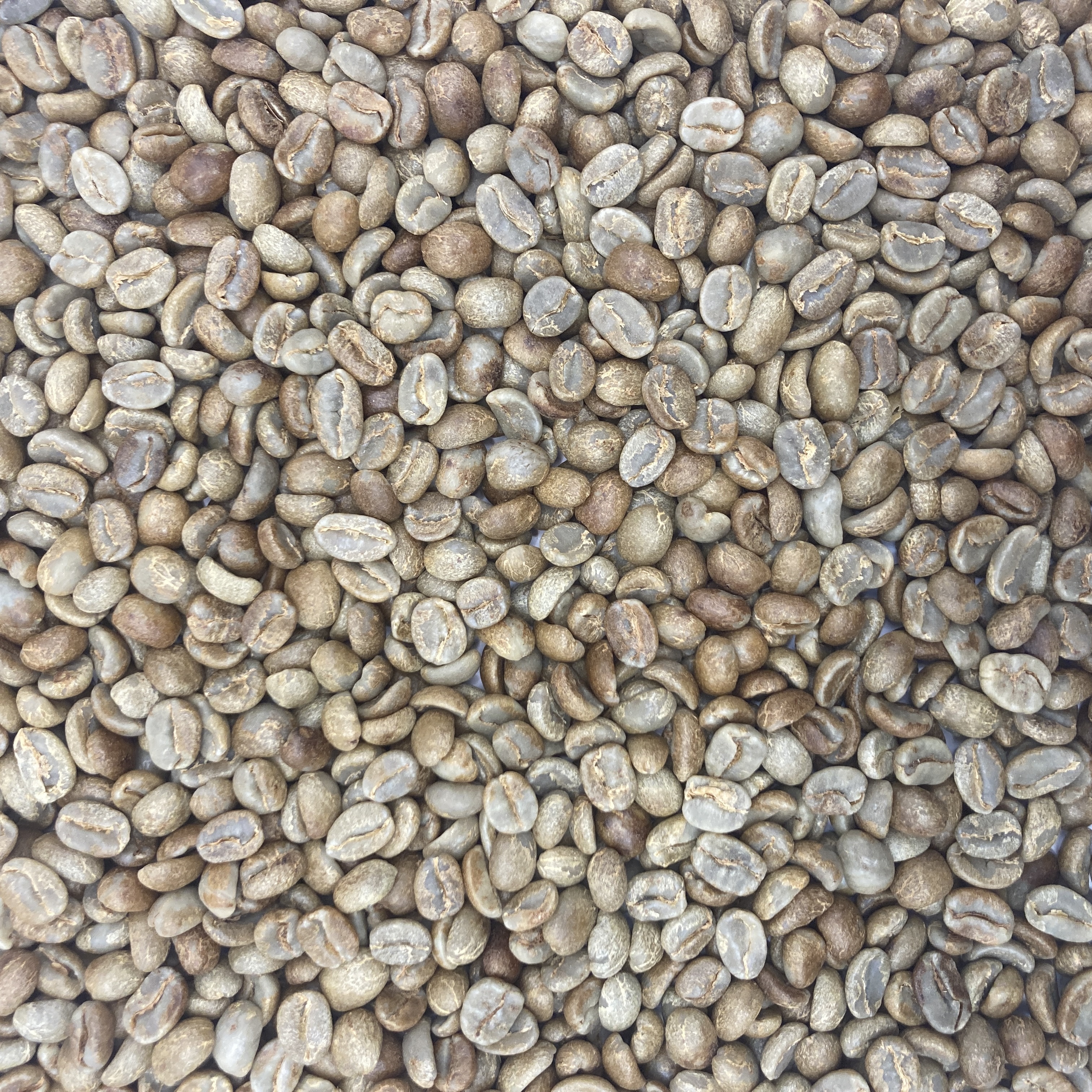 Honduras Organic 18 Rabbit Red Honey Process